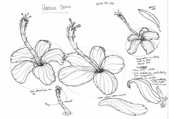 Hibiscus Demo Drawings