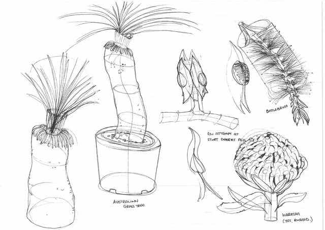 Australian Native Plant Drawings